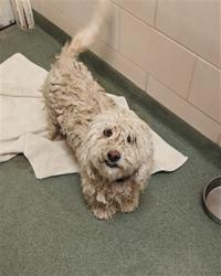 Shelter Stray Male Dog last seen 72A SUMMER RD SF NM 87501, Santa Fe, NM 87507