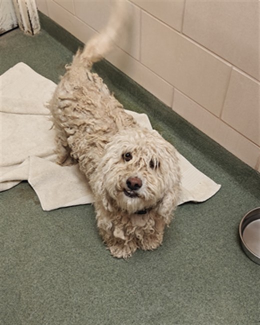 Shelter Stray Male Dog last seen 72A SUMMER RD SF NM 87501, Santa Fe, NM 87507