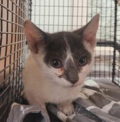 Shelter Stray Male Cat last seen , Los Angeles, CA 90047