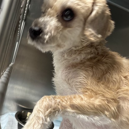 Shelter Stray Male Dog last seen , Los Angeles, CA 90025