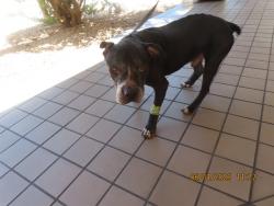 Shelter Stray Male Dog last seen INDIAN SCHOOL RD/7TH ST, Phoenix, AZ 85008
