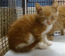 Shelter Stray Male Cat last seen Near BLOCK SW 129 AVE, Doral, FL 33122