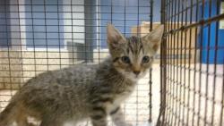 Shelter Stray Female Cat last seen Near BLOCK SW 129 AVE, Doral, FL 33122