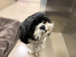 Shelter Stray Male Dog last seen Near BLOCK W BAYAUD AVE, DENVER CO 80223, 1241 W Bayaud Ave, Denver, CO 80223, USA