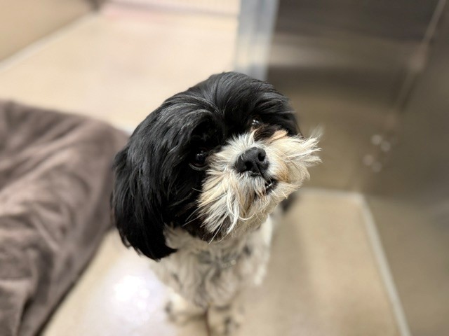 Shelter Stray Male Dog last seen Near BLOCK W BAYAUD AVE, DENVER CO 80223, 1241 W Bayaud Ave, Denver, CO 80223, USA