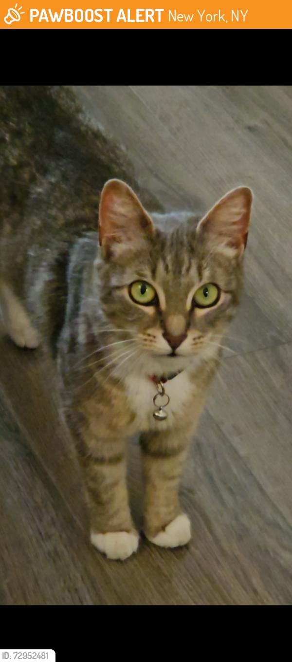 Found/Stray Female Cat last seen Jin Ramen Central Harlem - 144th Street and Fredrick Douglas Blvd, New York, NY 10031