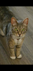 Found/Stray Female Cat last seen Jin Ramen Central Harlem - 144th Street and Fredrick Douglas Blvd, New York, NY 10031
