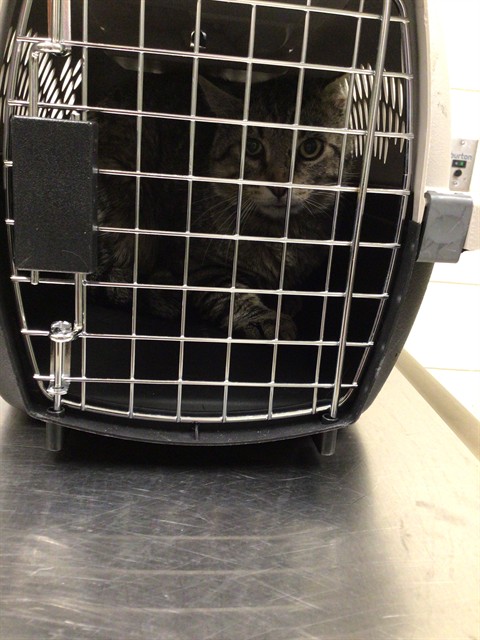 Shelter Stray Unknown Cat last seen HURON ST AND 144TH, Brighton, CO 80601
