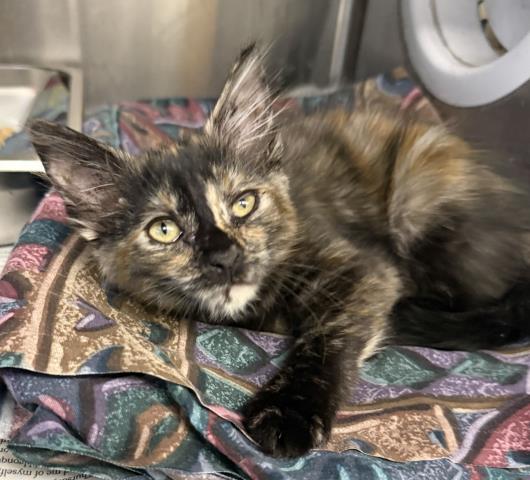 Shelter Stray Female Cat last seen , Los Angeles, CA 90031