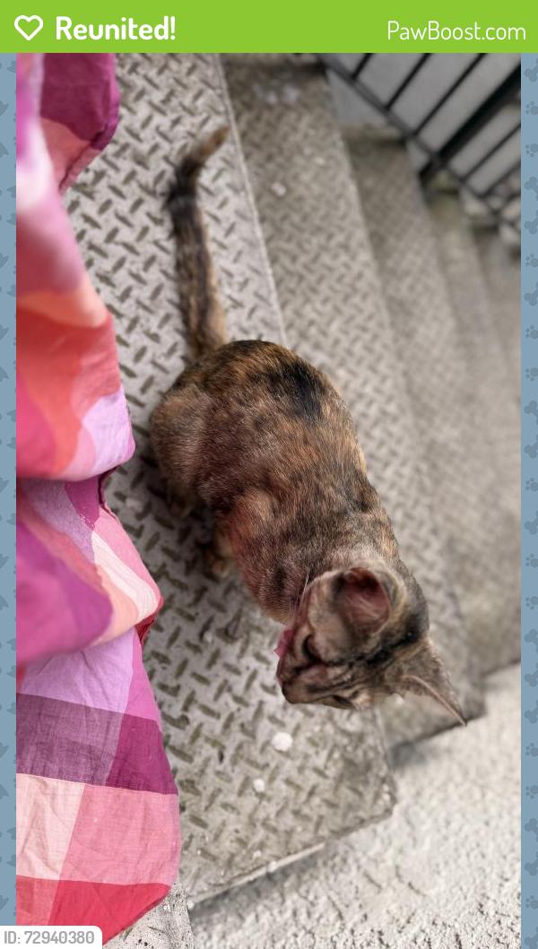Reunited Unknown Cat last seen Sunset boulevard , Rocklin, CA 95765