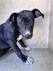 Shelter Stray Female Dog last seen Near BLOCK SW 12TH ST, Oklahoma City, OK 73129