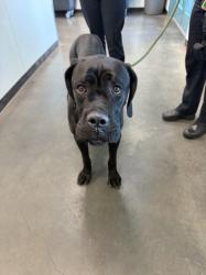 Shelter Stray Female Dog last seen , Chatsworth, CA 91311