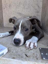 Shelter Stray Male Dog last seen Near BLOCK SW 12TH ST, Oklahoma City, OK 73129