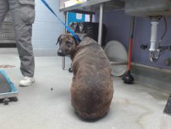 Shelter Stray Female Dog last seen Near BLOCK PALO ALTO, Albuquerque, NM 87121