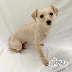 Shelter Stray Female Dog last seen MAGNET/BOSQUE, 92618, Irvine, CA 92618