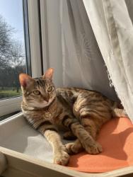 Reunited Female Cat last seen Rumney Sainsbury, Rumney, Wales CF3 4AU
