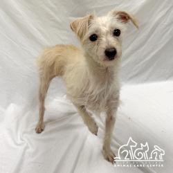Shelter Stray Female Dog last seen MAGNET/BOSQUE, 92618, Irvine, CA 92618
