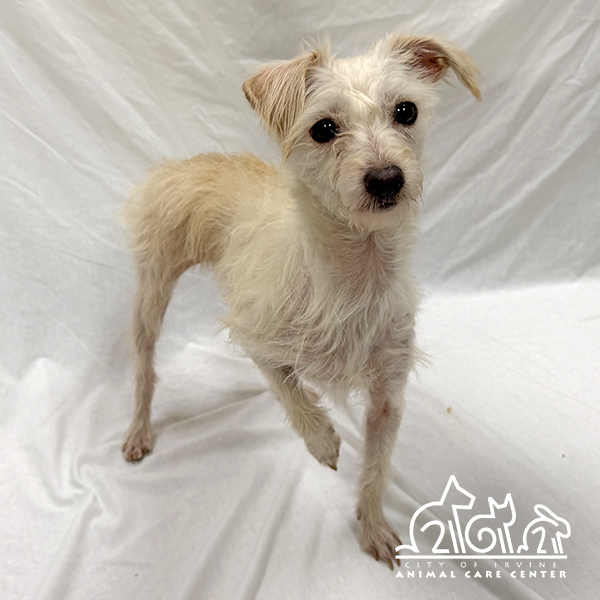 Shelter Stray Female Dog last seen MAGNET/BOSQUE, 92618, Irvine, CA 92618