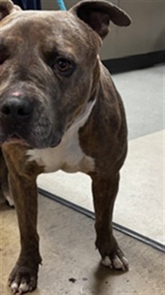 Shelter Stray Male Dog last seen , 14409 Vanowen St, Van Nuys, CA 91405, USA