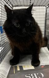 Shelter Stray Male Cat last seen , Los Angeles, CA 91405