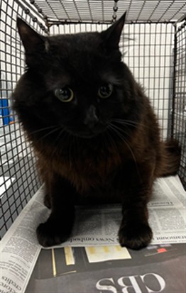 Shelter Stray Male Cat last seen , Los Angeles, CA 91405