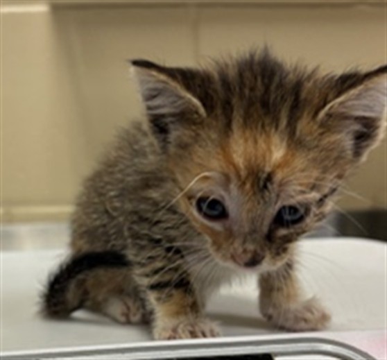 Shelter Stray Female Cat last seen , 232 Eslinger Way, Sanford, FL 32773, USA