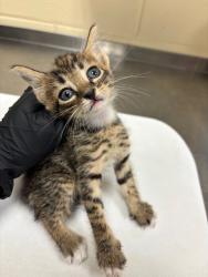 Shelter Stray Male Cat last seen , Sanford, FL 32773