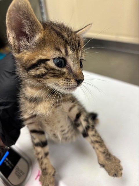 Shelter Stray Male Cat last seen , 232 Eslinger Way, Sanford, FL 32773, USA