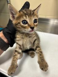 Shelter Stray Female Cat last seen , Sanford, FL 32773