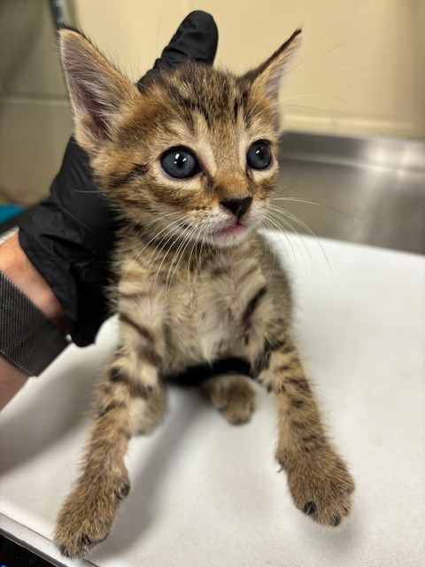 Shelter Stray Female Cat last seen , 232 Eslinger Way, Sanford, FL 32773, USA