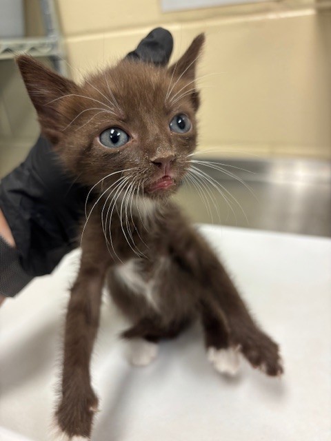 Shelter Stray Female Cat last seen , 232 Eslinger Way, Sanford, FL 32773, USA