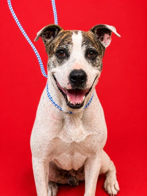 Shelter Stray Male Dog last seen Near BLOCK OAKLEAF PLATATION, Jacksonville, FL 32204