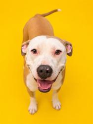 Shelter Stray Female Dog last seen Near BLOCK OAKLEAF PLATATION, Jacksonville, FL 32204