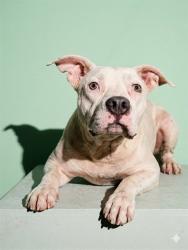 Shelter Stray Male Dog last seen Near BLOCK COTTAGE, Jacksonville, FL 32204