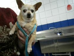 Shelter Stray Female Dog last seen , Albuquerque, NM 87112