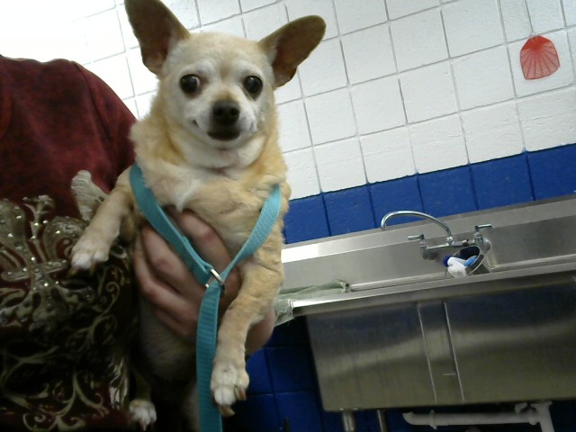 Shelter Stray Female Dog last seen , Albuquerque, NM 87112