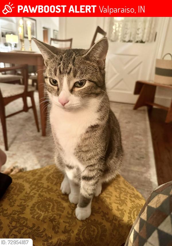 Lost Male Cat last seen corner of Chicago Street and Valparaiso Street, downtown Valparaiso, IN, Valparaiso, IN 46383
