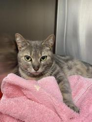 Shelter Stray Female Cat last seen Near BLOCK CHARLESTON, Albuquerque, NM 87112