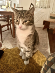 Lost Male Cat last seen corner of Chicago Street and Valparaiso Street, downtown Valparaiso, IN, Valparaiso, IN 46383