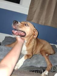 Reunited Female Dog last seen Northwood Park, Philadelphia, Philadelphia, PA 19124