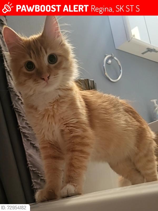 Lost Male Cat last seen Close to Mikkleson, Read Ave, McCarthy Blvv, Regina, SK S4T 6S6