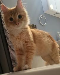 Lost Male Cat last seen Close to Mikkleson, Read Ave, McCarthy Blvv, Regina, SK S4T 6S6