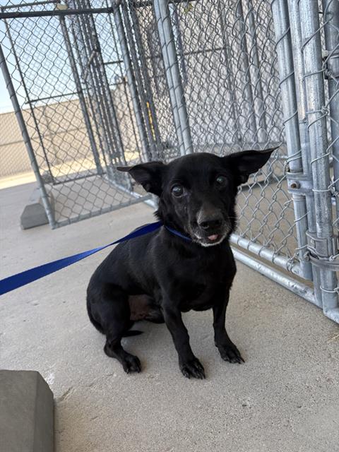 Shelter Stray Male Dog last seen Near BLOCK WOODROW AVE, BAKERSFIELD CA 93308, Bakersfield, CA 93308