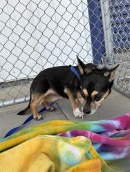 Shelter Stray Female Dog last seen Near BLOCK WOODROW AVE, BAKERSFIELD CA 93308, Bakersfield, CA 93308