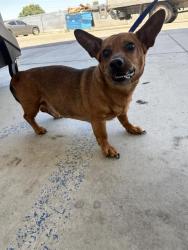 Shelter Stray Male Dog last seen Near BLOCK WOODROW AVE, BAKERSFIELD CA 93308, Bakersfield, CA 93308