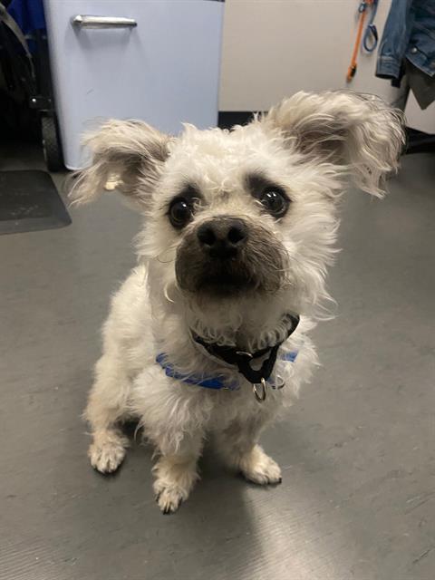 Shelter Stray Male Dog last seen JONES@PACIFIC / BROADWAY, San Francisco, CA 94103