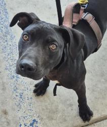 Shelter Stray Male Dog last seen Near BLOCK ROBERTS LN, BAKERSFIELD CA 93308, Bakersfield, CA 93308