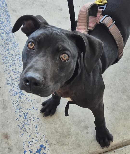 Shelter Stray Male Dog last seen Near BLOCK ROBERTS LN, BAKERSFIELD CA 93308, Bakersfield, CA 93308