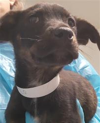 Shelter Stray Female Dog last seen Near BLOCK DI GIORGIO RD, BAKERSFIELD CA 93307, Bakersfield, CA 93308