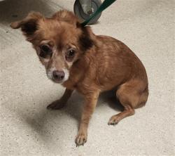 Shelter Stray Female Dog last seen Near BLOCK E CALIFORNIA AVE, BAKERSFIELD CA 93307, Bakersfield, CA 93308